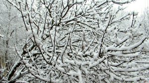 Снежная пушистость