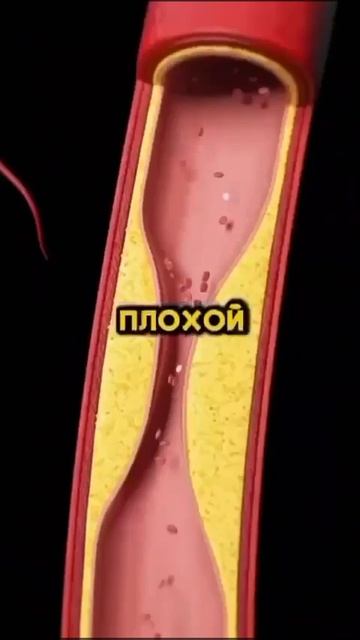 Что происходит с нашим организмом, когда мы пьем антиоксидант?