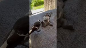 Видео от МЯУтаверс – как метавселенная, но с котами