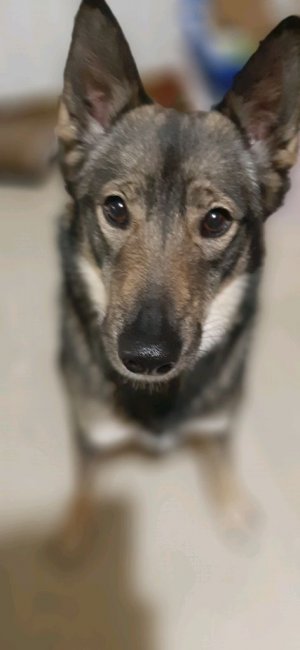 Я играю со своим любимым питомцем — собачкой 🐶❤️.