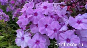 Холодный флокс Адажио, моей селекции