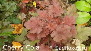 Обзор моих гейхер в осеннем саду