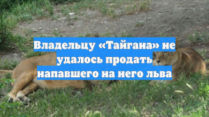 Владельцу «Тайгана» не удалось продать напавшего на него льва