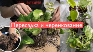 Черенкую и пересаживаю эпипремнумы, сингониумы, монстеру манки маск