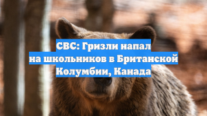 CBC: Гризли напал на школьников в Британской Колумбии, Канада