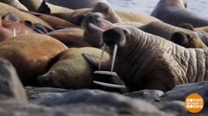 Как поживаете, моржи? Доброе утро. Фрагмент выпуска от 24.11.2025