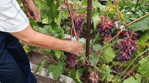 Чародейка селекции Донского казачества на участке Шульгинова В.Н.