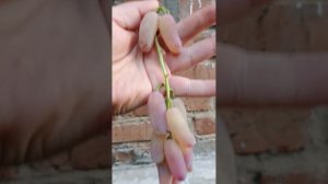 Обзор испытанных новинок на прививках прошлого года.