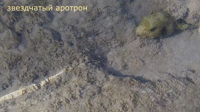 глазастик в море(звездчатый аротрон)