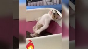 Кот балдеет