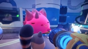 скалистый розовый Ларго спит :]