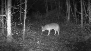 Видео фото ловушки 🐺