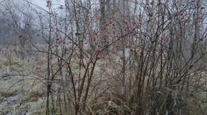 Первый снег и заморозки,наши покупки.