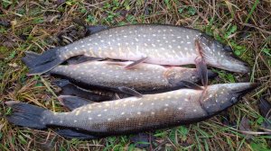 Щука на блесну в ноябре.