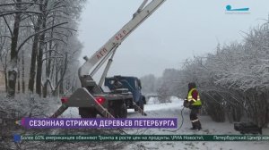 В Петербурге - сезонная стрижка деревьев