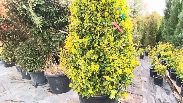 ВЛОГ Растения в садовых центрах СТОЯТ ДОРОГО! Но мы всё равно покупаем ПОТОМУ ЧТО оно того СТОИТ смотреть онлайн