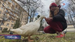 Утка Вася стала всеобщей любимицей в одном из московских дворов