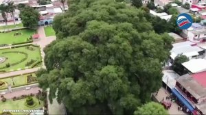 Ствол окружностью 42 метра: в Мексике растёт дерево гигантских размеров