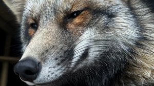 пруд замёрз