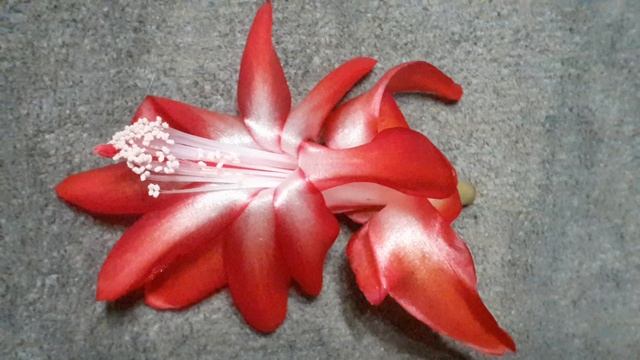 шлюмбергера THOR CARMEN