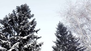 Программа "Главные новости" на 8 канале от 24.11.2025 Часть 2