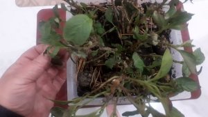 Необходим совет по низкорослой гортензии!