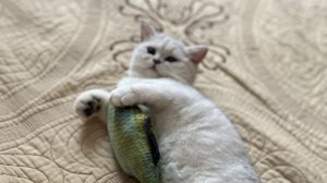 демо анимация.Дом с ромашкой