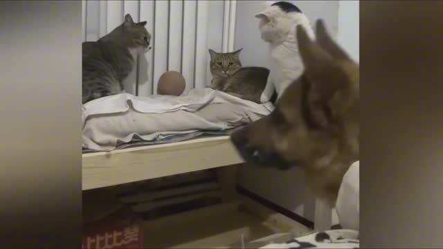 Кото МАФИЯ в деле.. (2)Веселые животные..