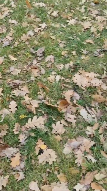 Санкт-Петербург. Проспект Шаумяна. Юлечка собирает желуди и каштаны для поделок