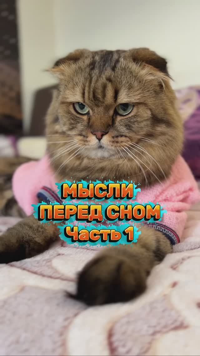 Мысли перед сном😹 Часть 1  #юмор #котики #приколы