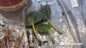 Высаживаю Ландыш майский Белый и остальные листики фиалок🌸