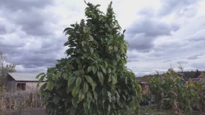 О выращивании амаранта