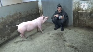 ‼️Забой трёх породного гибрида‼️ в 5,5 месяцев. F1- пьетрен макстер.