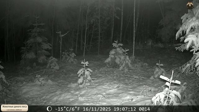 Но в лесу живут не только милые бобрики но еще и вот такие серьезные ребята ...