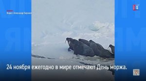 24 ноября ежегодно в мире отмечают День моржа
