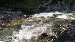 Тисо-самшитовая роща. Сочи. Каньон Чёртовы ворота