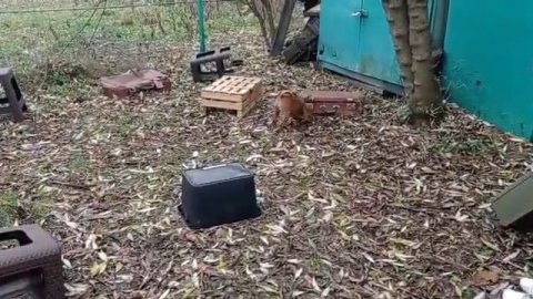 Занятия по СПГ. DogForce.ru