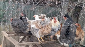 Жизнь в Деревне