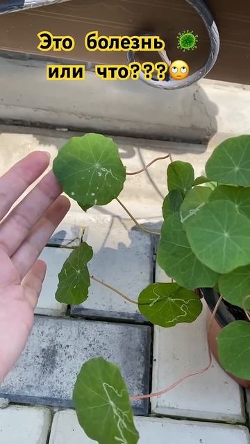 Что это такое?? #миливанили #ванильнаясемья смотреть онлайн