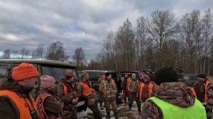 Гоняли лосей, а вышел медведь. Выстрелы в кадре. Загонная охота в Псковской области. 4К