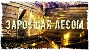 ЗАБРОШЕННАЯ ДЕРЕВНЯ "ЗАРОСШАЯ ЛЕСОМ"