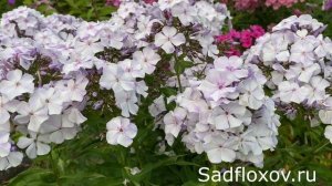 Флокс Дружок селекции Елены Константиновой