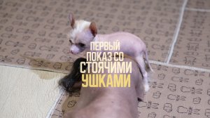 Первый показ со стоячими ушками