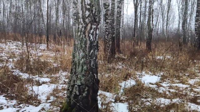 Канадский волк - гибрид. Нашли логово бомжей. Весна в ноябре.
