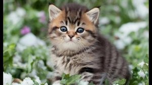 милые котятки