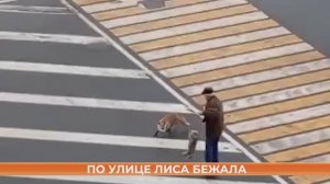 По улице лиса бежала