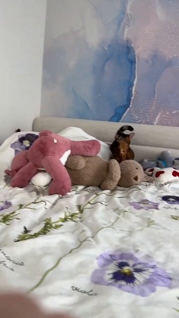 Играю с Синди игрушками Алисы #питомец #кошка смотреть онлайн