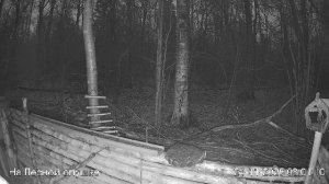 LIVE: На лесной опушке. Природа онлайн