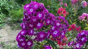 Знаменитый флокс Веншон Деншон (Wennschon Dennschon)