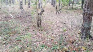 прогулка по лесу